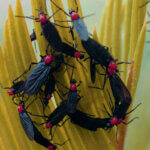 Love bugs swarming around white house exterior showing how to keep love bugs away from your house with prevention methods