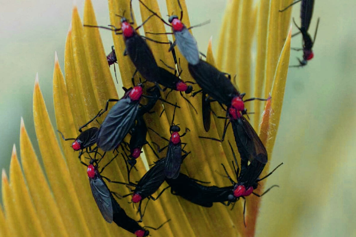 Love bugs swarming around white house exterior showing how to keep love bugs away from your house with prevention methods