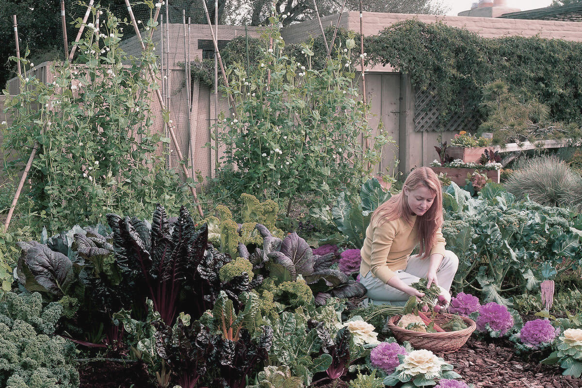 Person growing vegetables in backyard garden with raised beds and container plants showing tomatoes and lettuce
