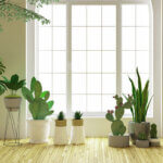 Indoor plants for air purification such as snake plant, spider plant, and peace lily placed indoors for fresher air