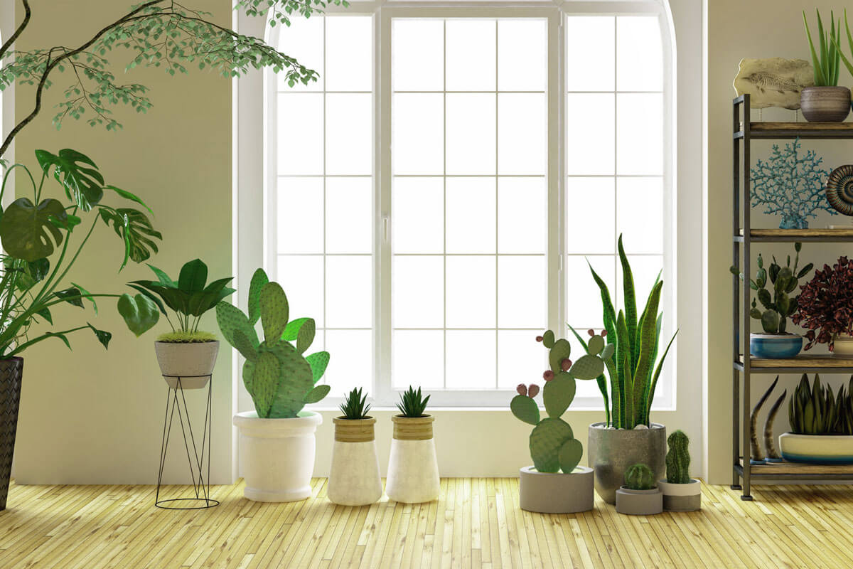 Indoor plants for air purification such as snake plant, spider plant, and peace lily placed indoors for fresher air