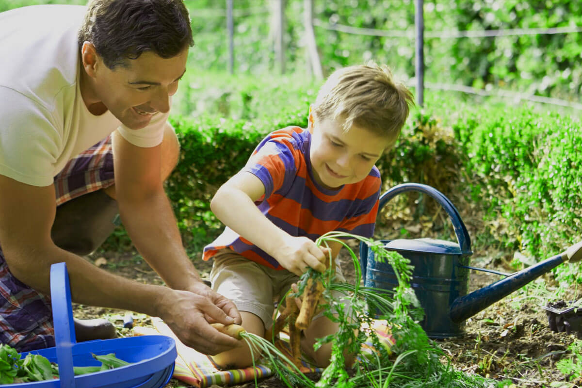 Fresh vegetables growing in backyard garden with tomatoes lettuce and herbs in raised beds
