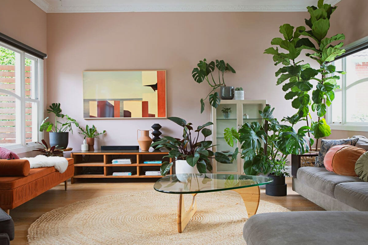 Top indoor plants for home including snake plant pothos and spider plant arranged in modern living room